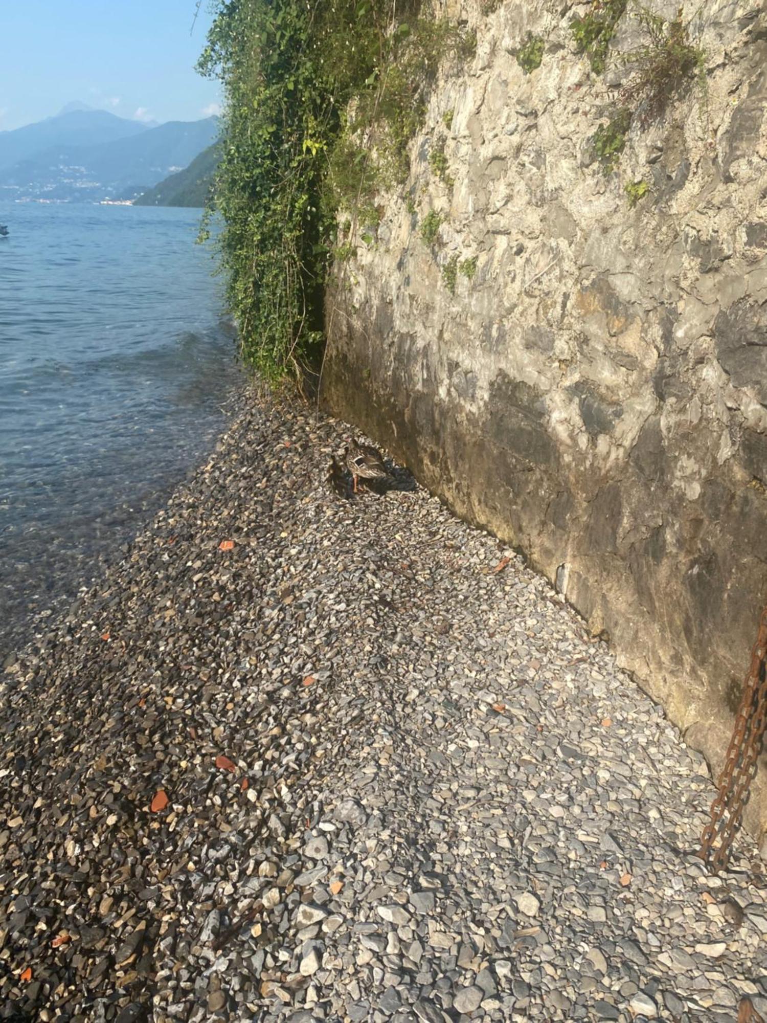 Peonia Apartment - Appartamento Vista Lago 勒泽诺 外观 照片
