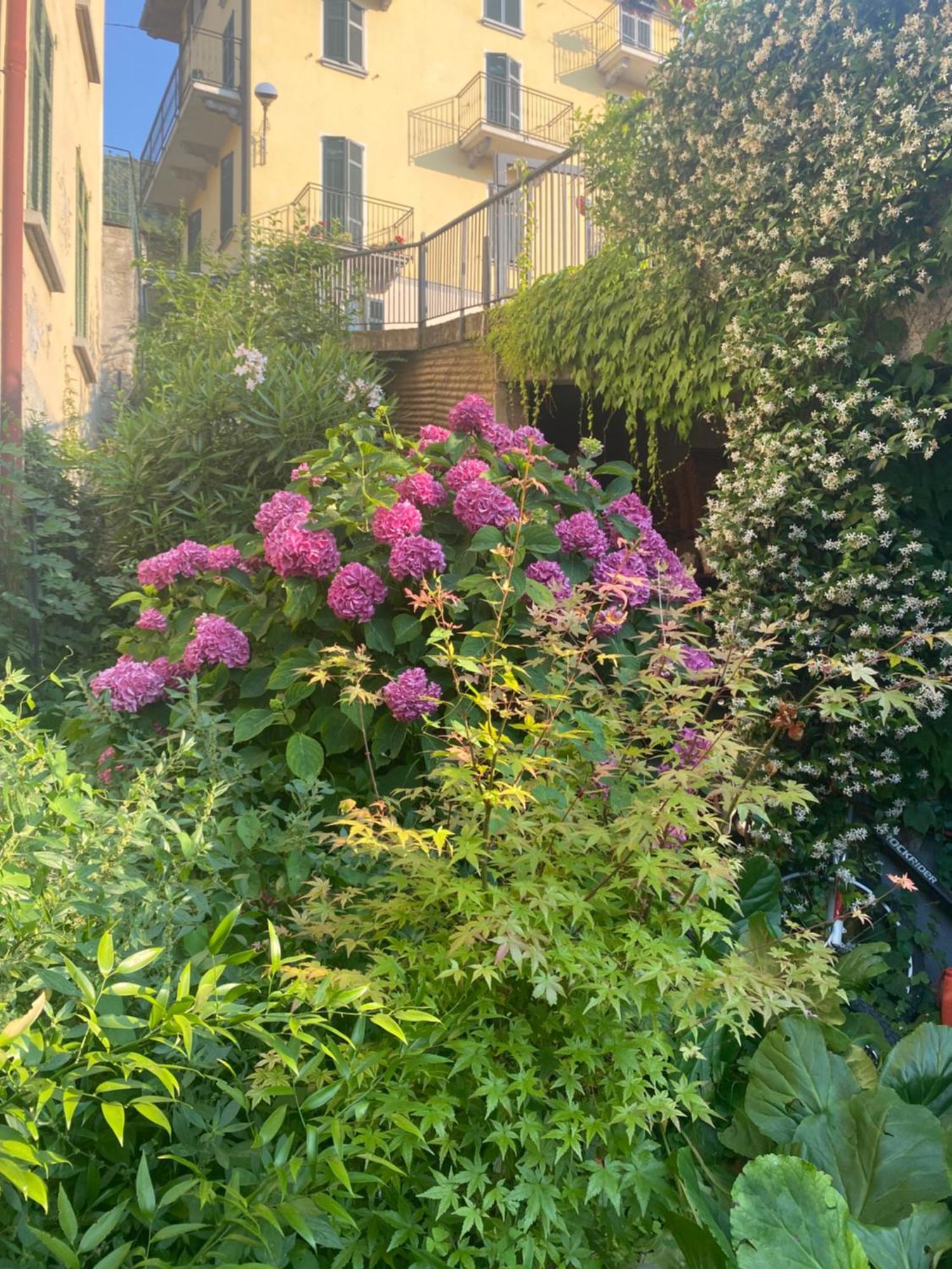 Peonia Apartment - Appartamento Vista Lago 勒泽诺 外观 照片