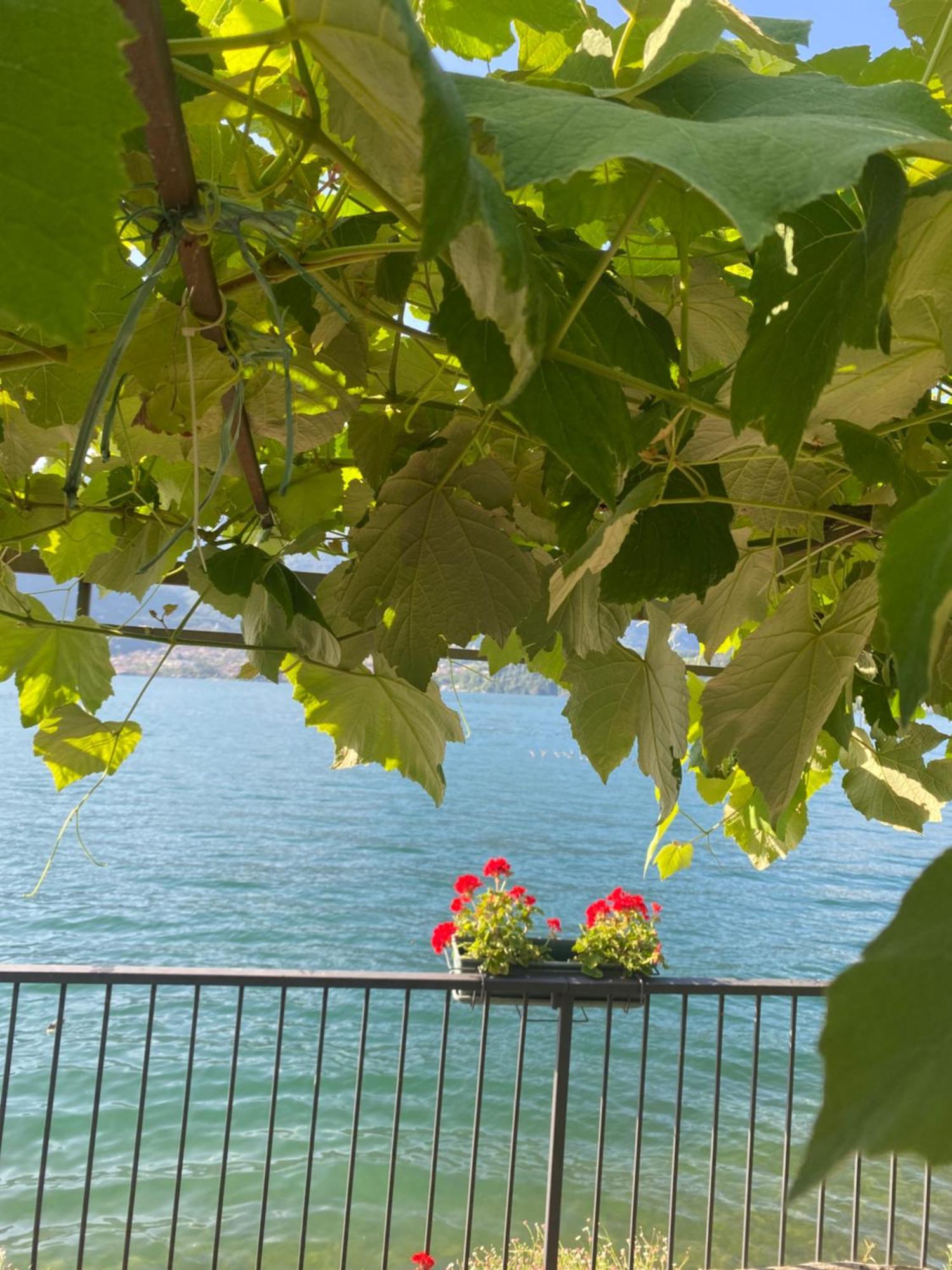 Peonia Apartment - Appartamento Vista Lago 勒泽诺 外观 照片