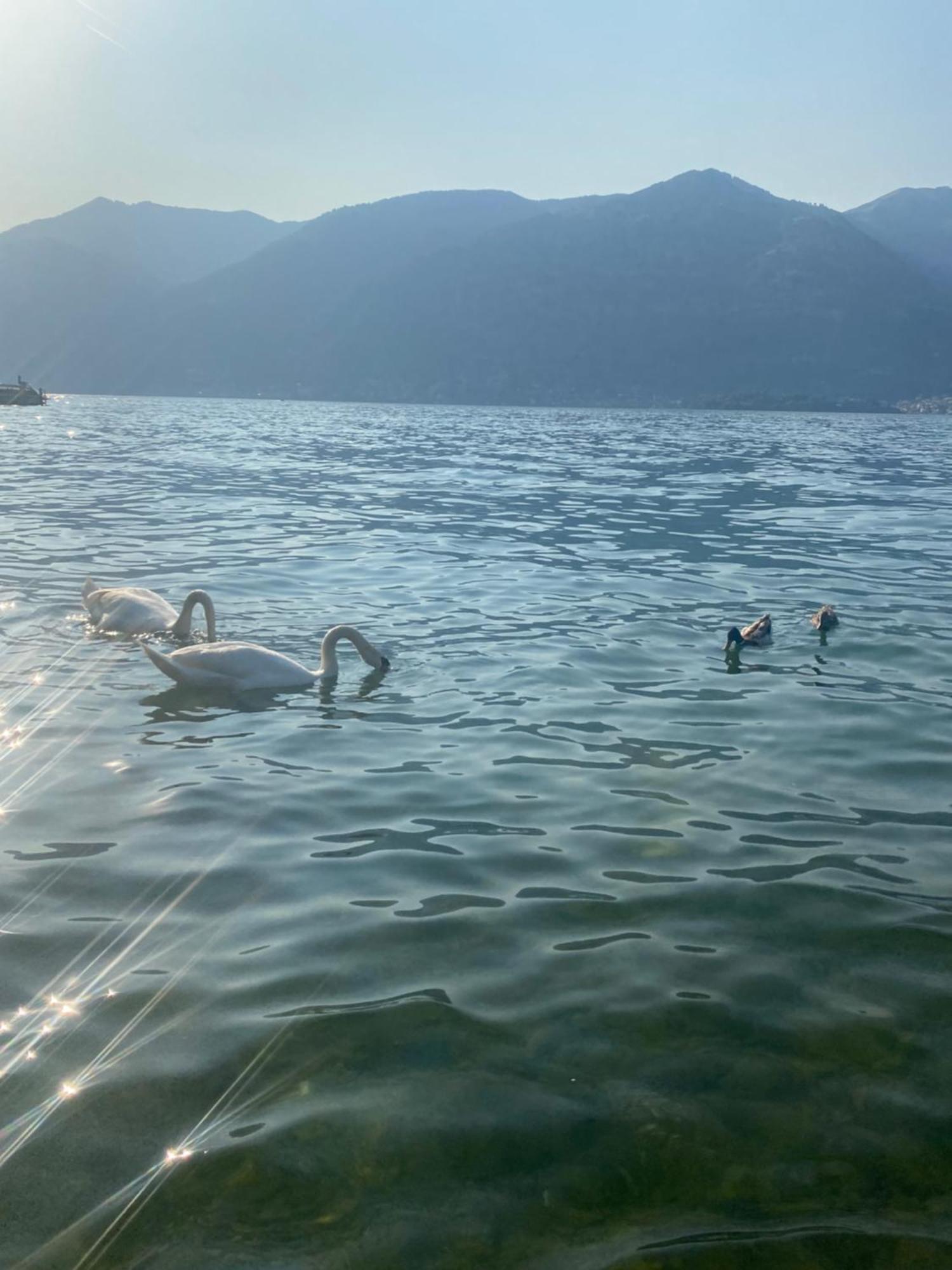 Peonia Apartment - Appartamento Vista Lago 勒泽诺 外观 照片